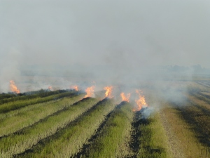 Burning fields...
